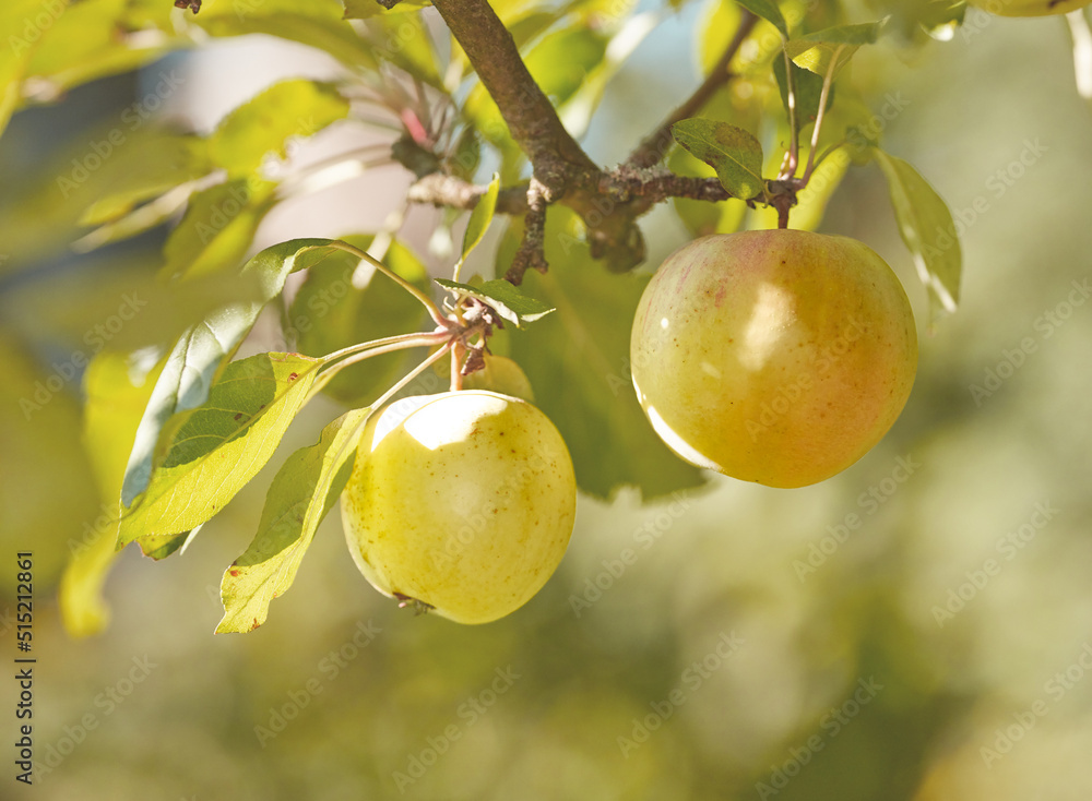 Closeup of a single green apple isolated against a bokeh green background. Fruit and leaves hanging 