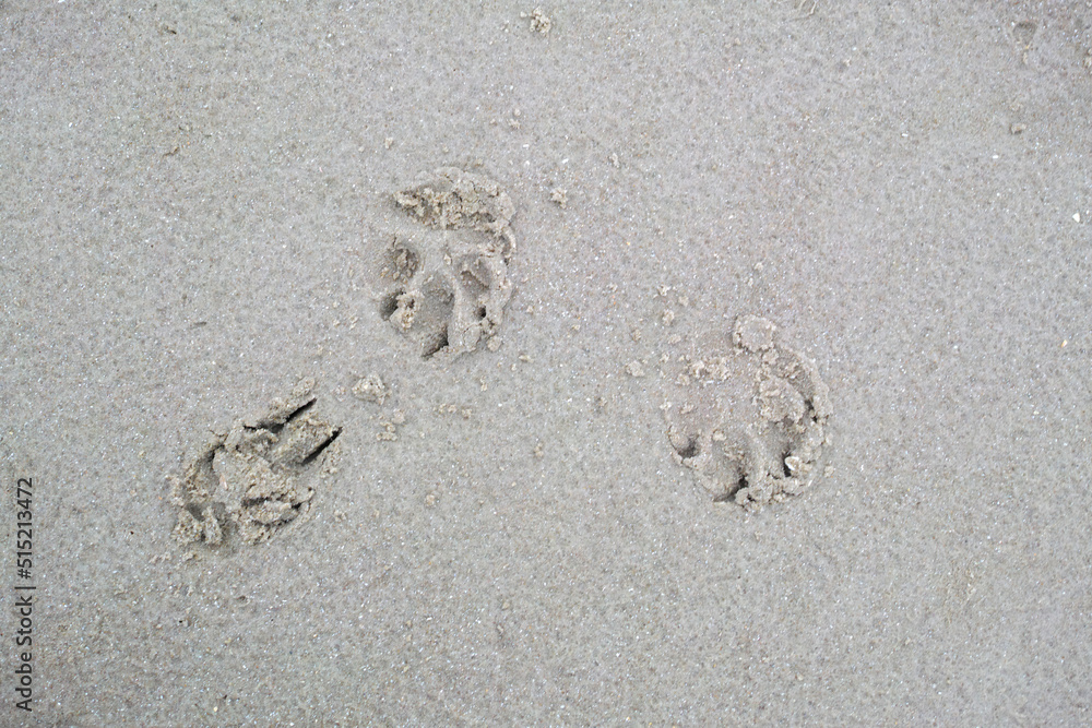 Closeup above of a dog or cat footprint on the shore of the beach. Tiny cute little animal paw shape