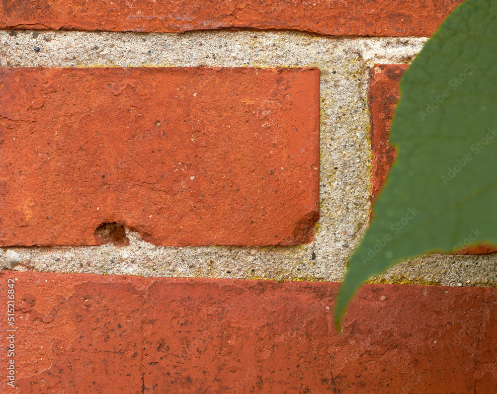 Closeup of red brick wall with a green leaf and copyspace. Zoom in on details of a built structure w