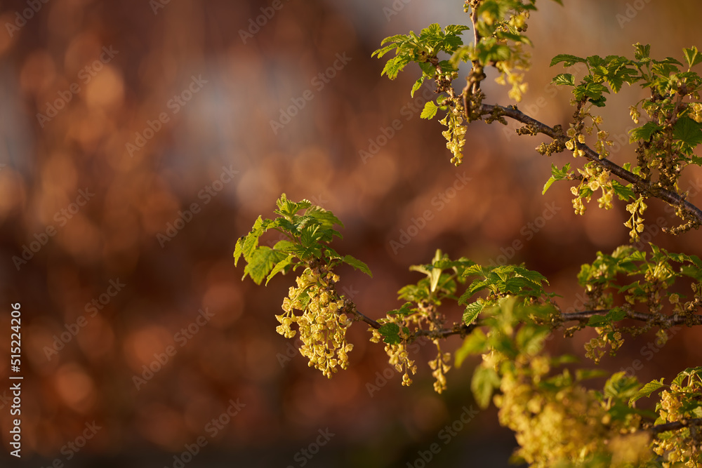 Flowering yellow honeysuckle bush with copyspace on bokeh copper background in a home garden. Delica