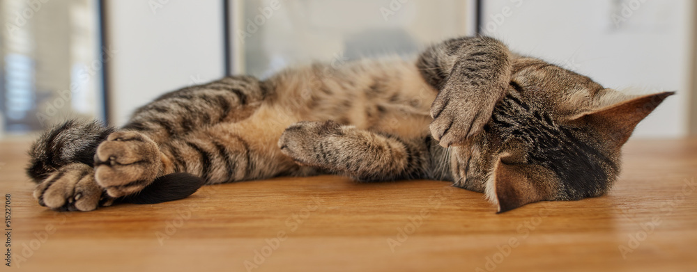 Cute tabby cat sleeping on a table at home. Funny pet domestic shorthair lying on a wooden surface, 