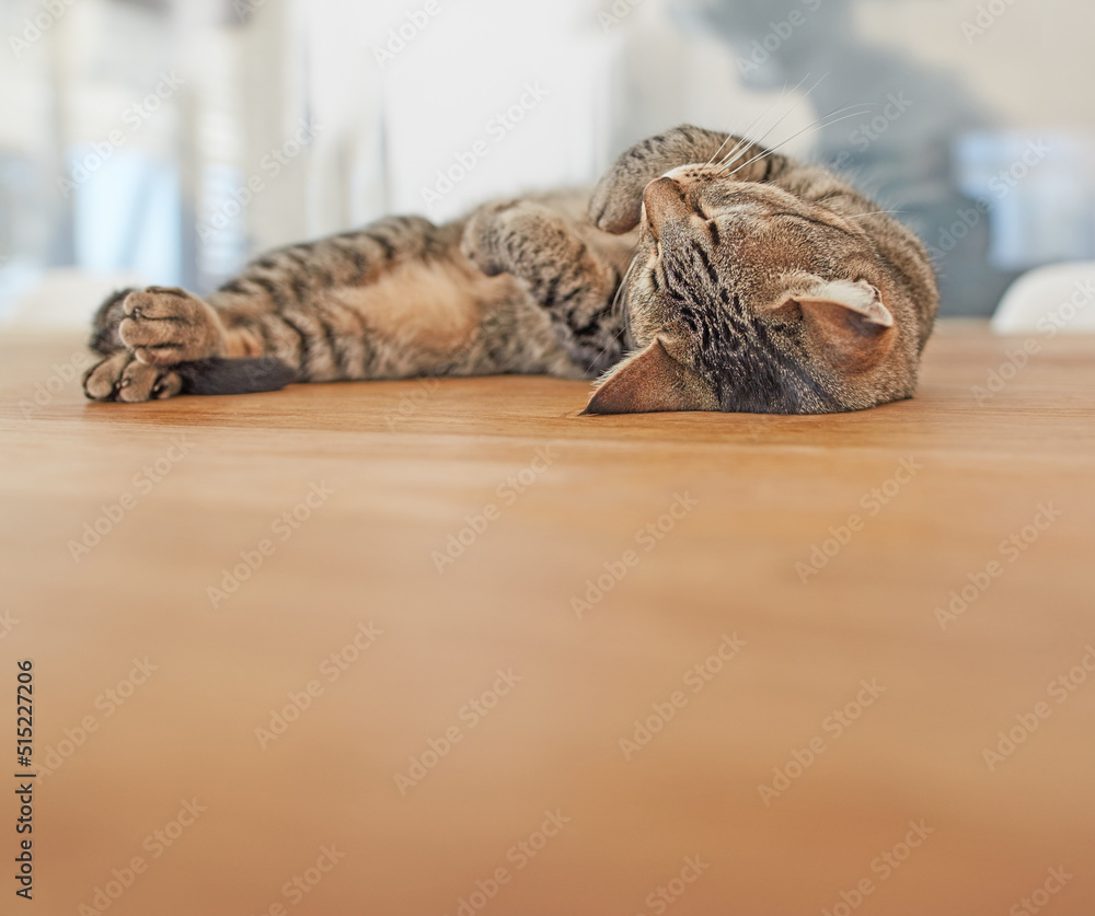 Copyspace with a cute cat sleeping. Adorable domestic tabby kitten taking a cosy nap. Comfortable, s