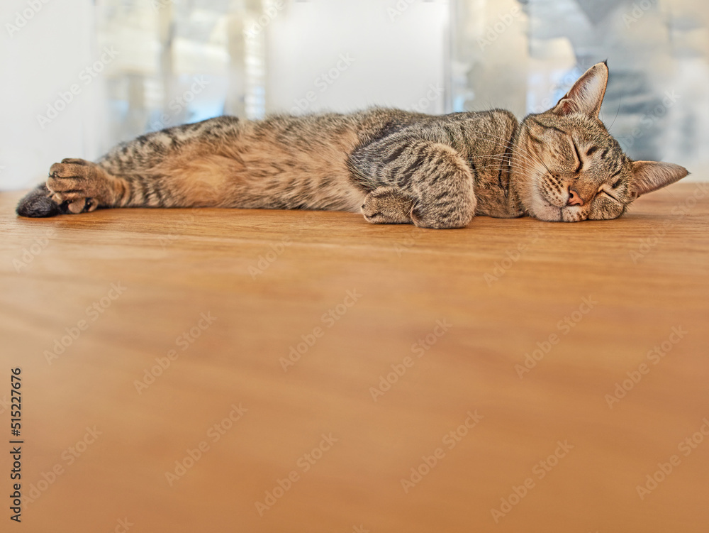 Copyspace with a cat sleeping quietly alone. Cute tabby kitten snoozing on a table for an afternoon 