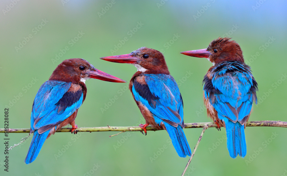 flock of blue wings and large red beaks bird perching on  thin branch together expose over soft ligh