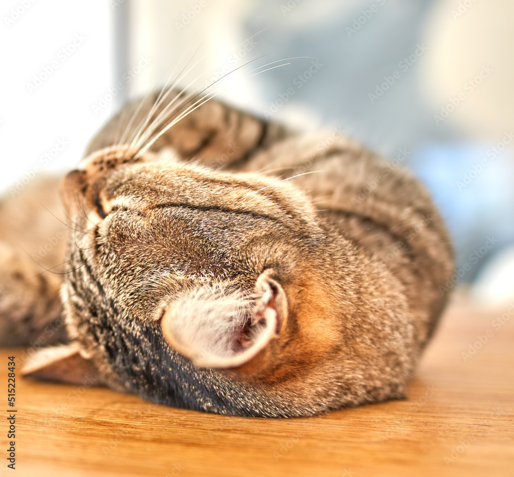 可爱的灰色虎斑猫闭着眼睛躺在地板上。一只长胡子的猫的特写，