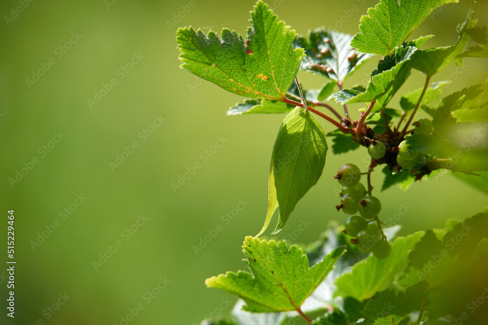 Closeup of unripe green currants on leafy branch against green blurry background in nature. Red or b