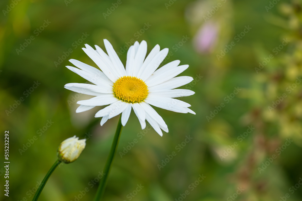 一朵菊花夏天长在田野里。玛格丽特的植物春天在绿色的田野上绽放