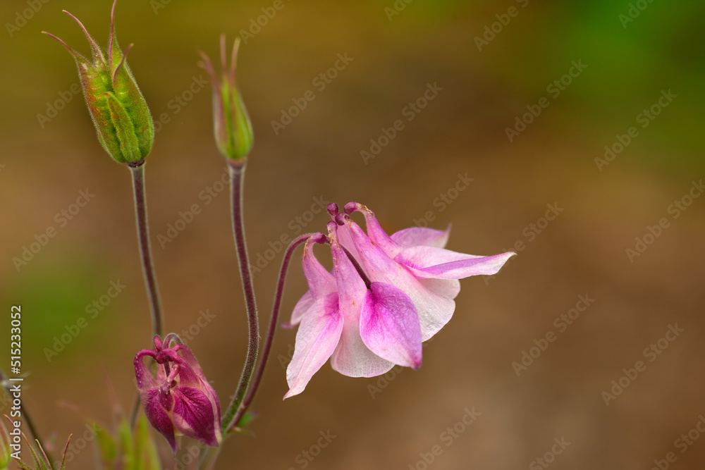 A beautiful Jewel Flower blooming in the blurred background. Closeup of jewel flower blossom at a hi