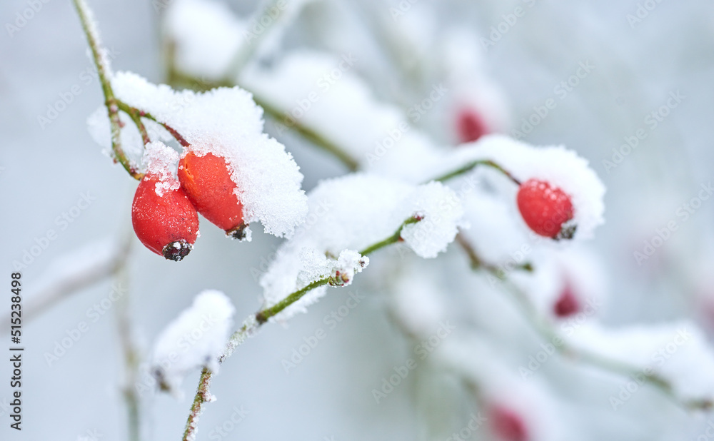 冬天，水果被雪覆盖，挂在树枝上。雪毯下结冰的花朵和树叶