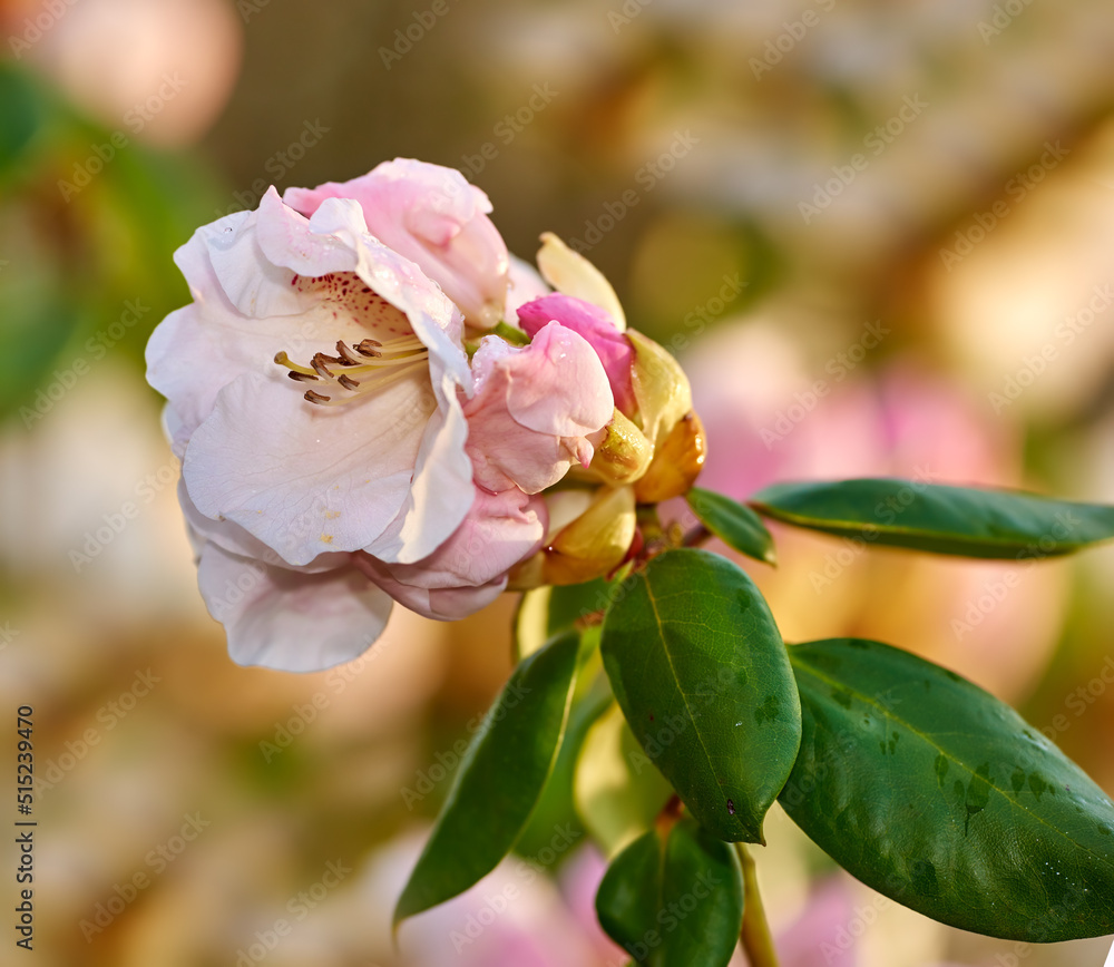 Rhododendron, genus of many species of woody plants in the heath family. Evergreen or deciduous, fou