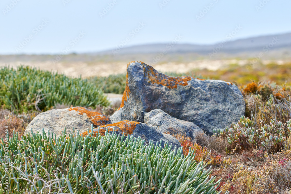 Fynbos plants growing in remote landscape around granite rock in Cape Town, South Africa. Scenic vie