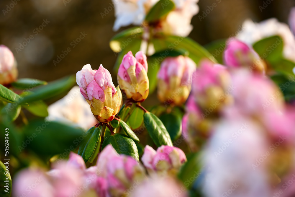 Closeup of blooming Rhododendron flowers in the garden at home. Zoomed in on blossoming group of woo