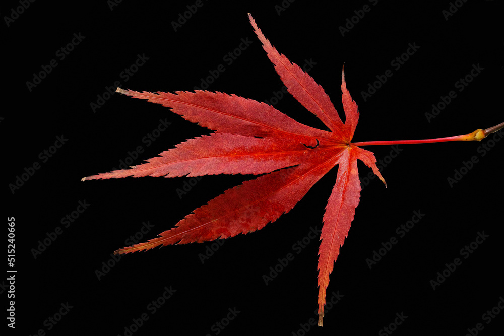 Above shot of red Canadian maple leaf in autumn isolated on black background in studio. Promise of b