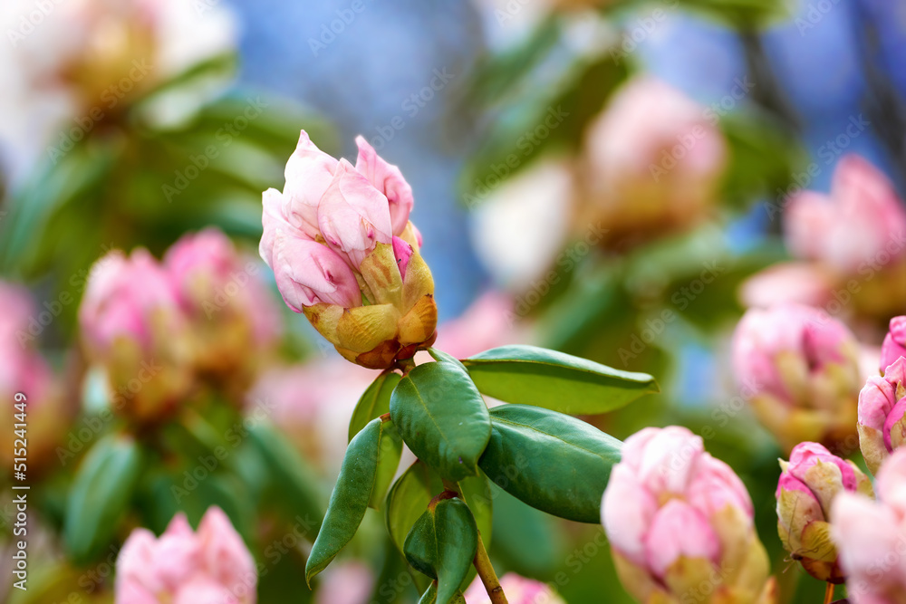 Closeup of pink flower blossoms in a park in spring outside. Rhododendron blooms about to open growi