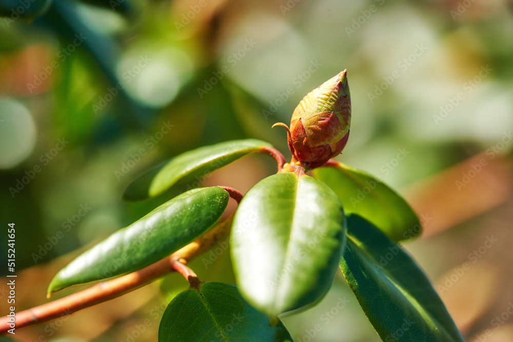 家里花园里正在发芽的杜鹃花特写。放大一株正在准备的木本植物