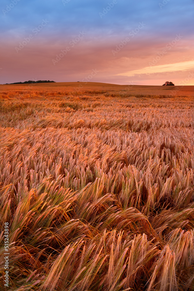 A field of ripe wheat ready for harvest with sky background and copyspace. Scenic farmland at sunset