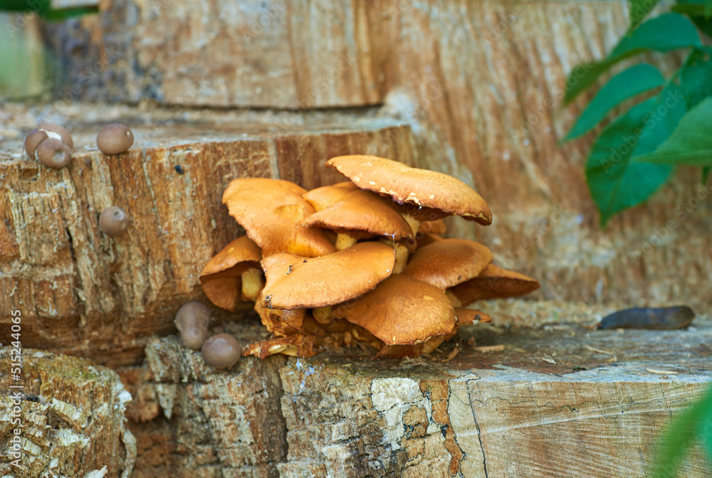 A beautiful group of mushrooms in the forest. Large group of bright orange wood-inhabiting wild mush