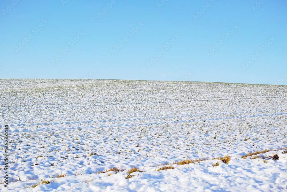 冬天的地面被雪覆盖。霜冻中结冰的树枝和树叶。寒冷地区生长的霜冻草