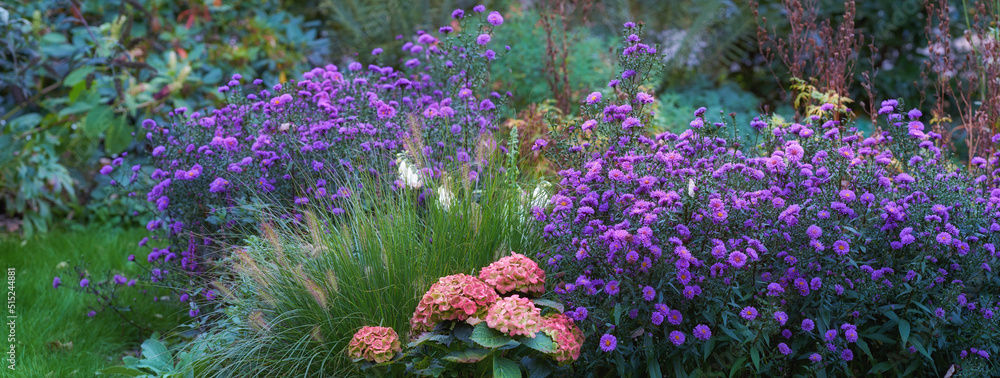 Landscape of aster flowers growing in botanical garden in summer. Flowering plants blooming in its n