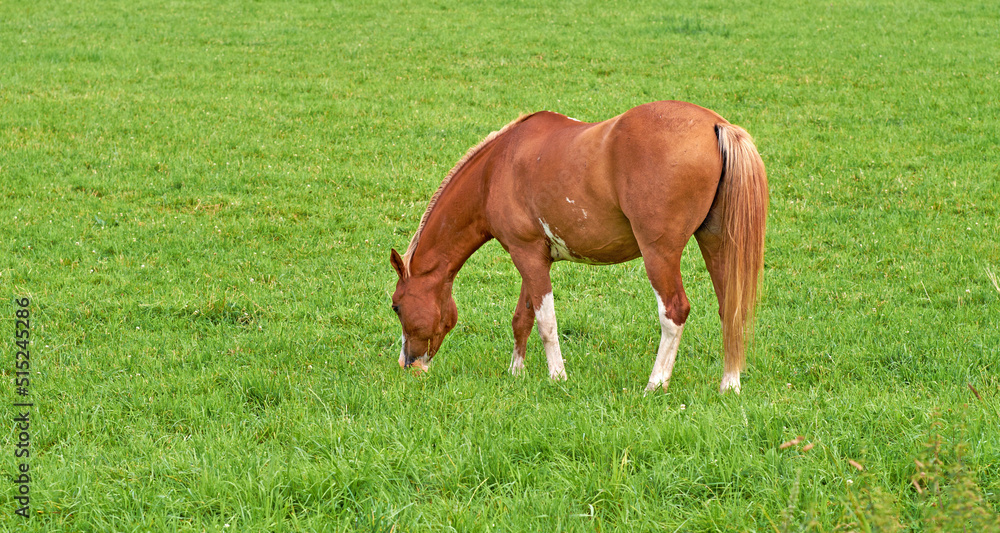 Brown horse grazing in a meadow near the countryside with copyspace. One pony eating grass on an ope