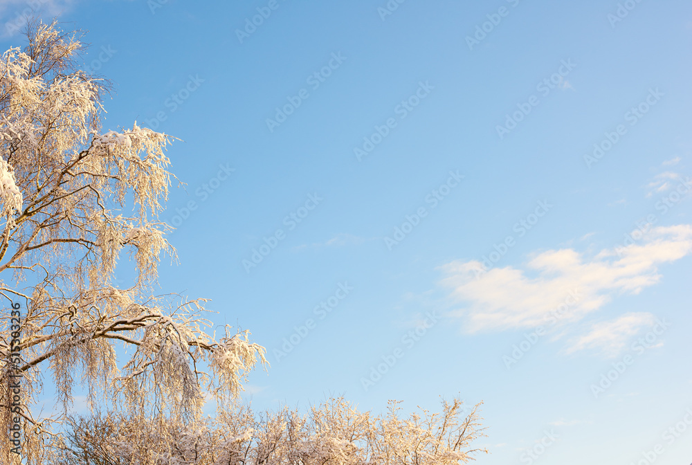 Tree branches covered in snow in winter against a clear sky background with copyspace. Frozen leaves