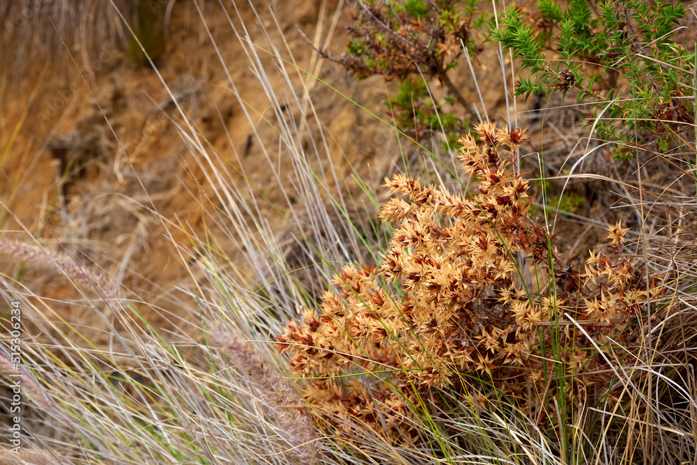 Closeup of Widowscross plants or scorched brown flowers and Fynbos growing on a rocky landscape. Zoo