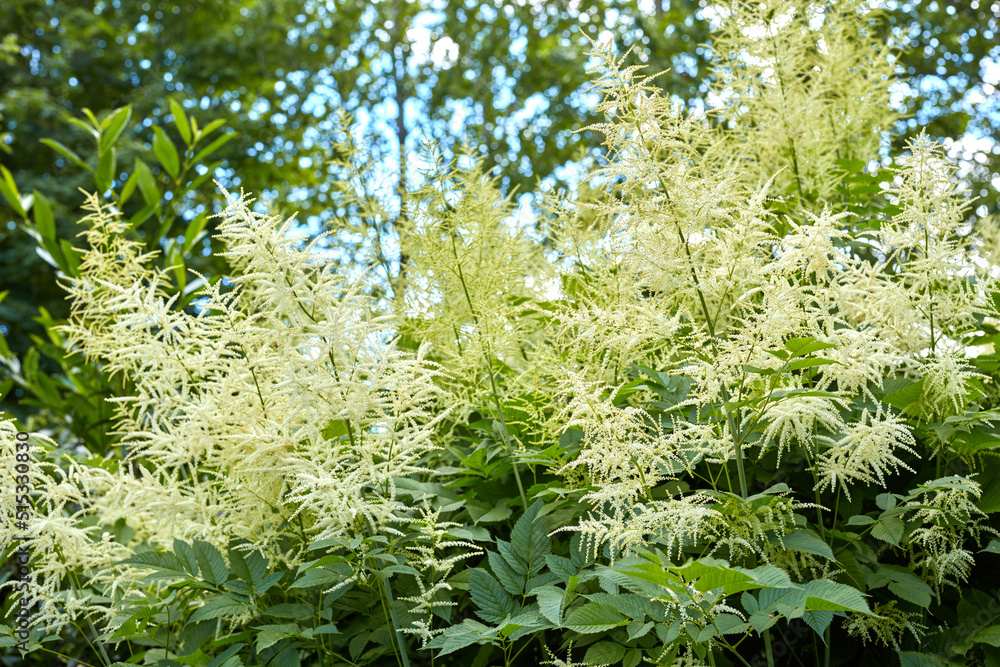 Aruncus dioicus在夏天开花。山羊胡子的花朵。Aruncus dioicus的灌木。美丽