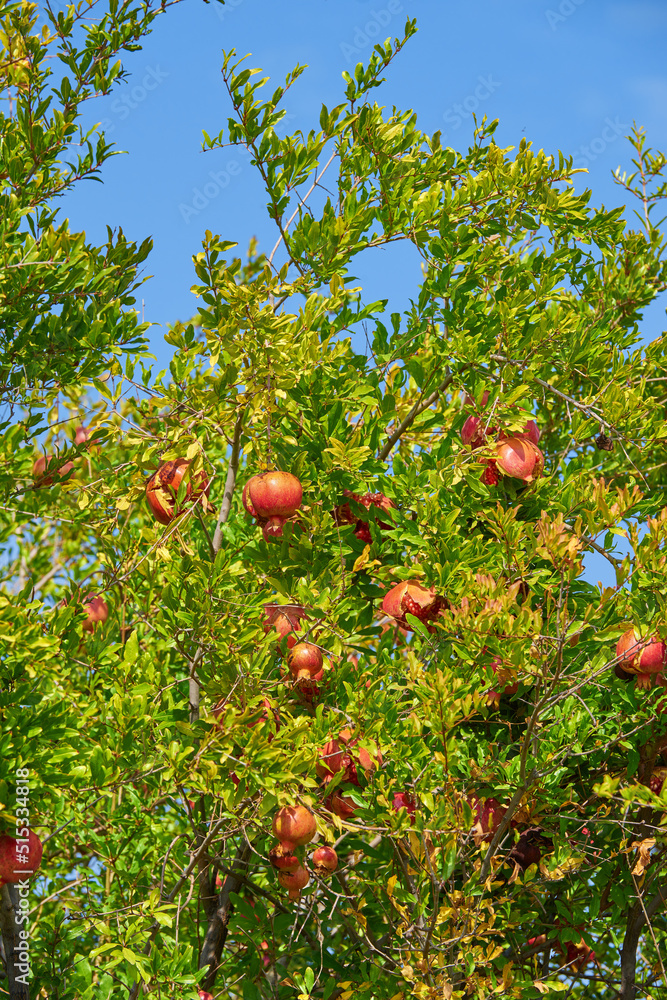 Pomegranate trees and leaves outside. Ripe succulent fruit in an organic garden Ripe pomegranate fru