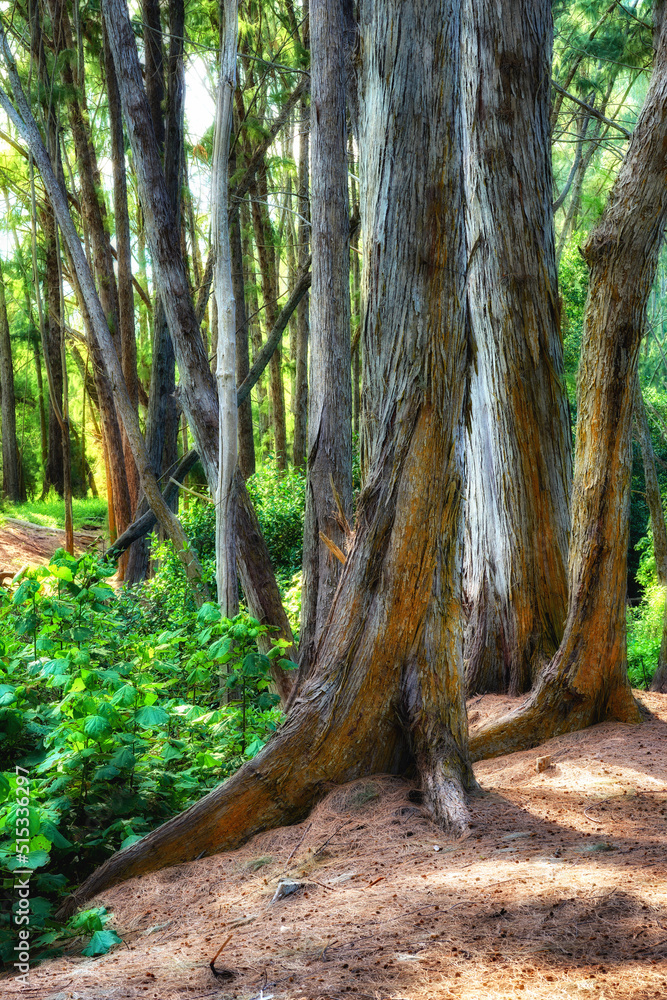 Beautiful trees of Oahu in Hawaii on a sunny summer day. Tree bark outdoors in nature during the day