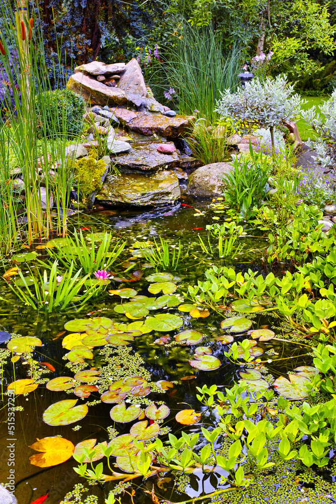 View of a small japanese pond with lillypads, fresh green aquatic plants, reeds and succulents growi