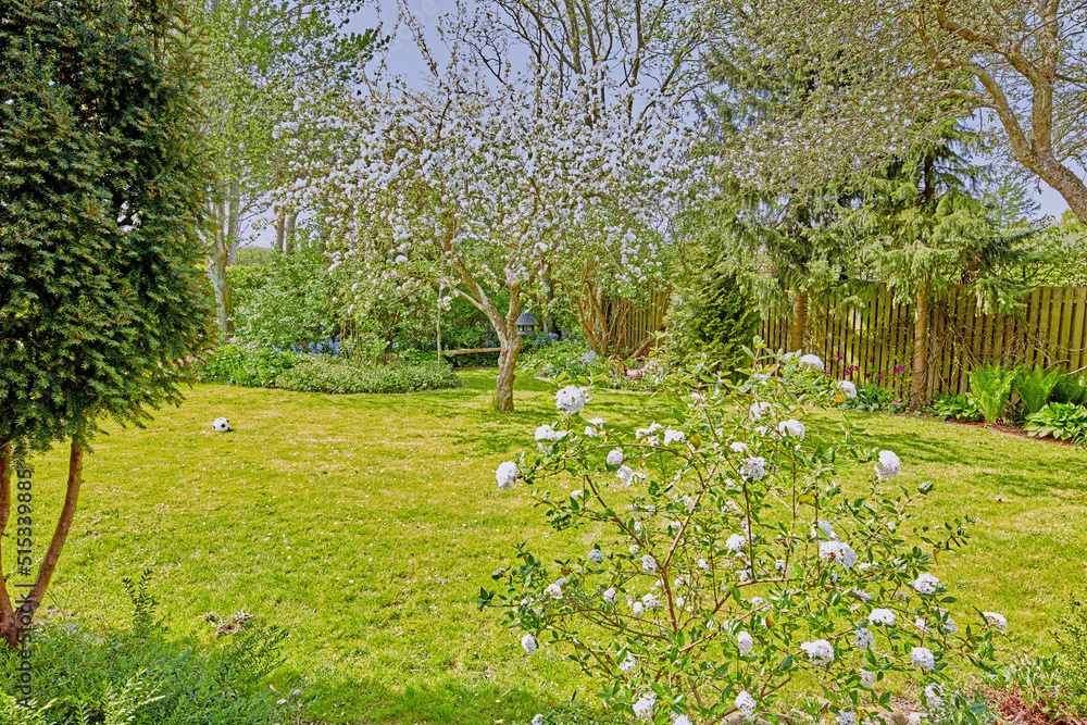 Lush green garden grass with white rose bushes, cherry blossom trees, shrubs and plants. Playing soc