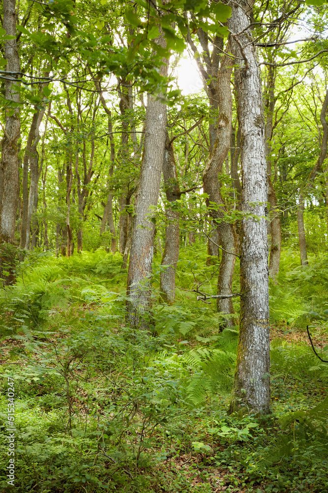 美丽的松树夏季森林。高大的松树森林的美景。景观视图