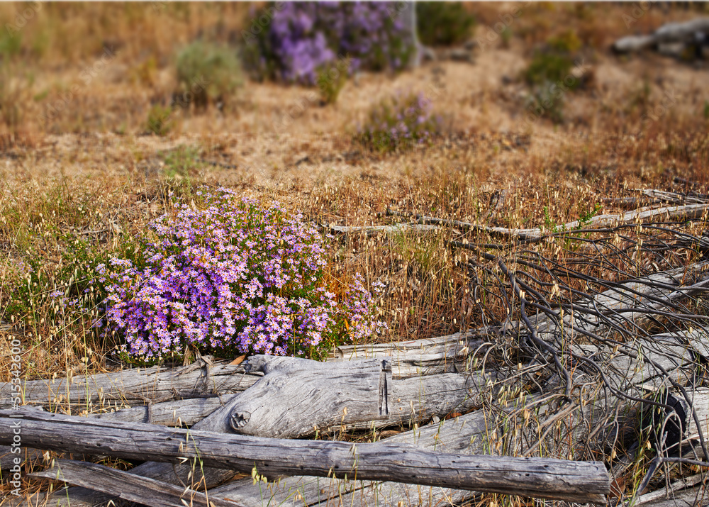 Beautiful Violet lavender aster flowering in summer surrounded by dry grasses and woods. Blur backgr