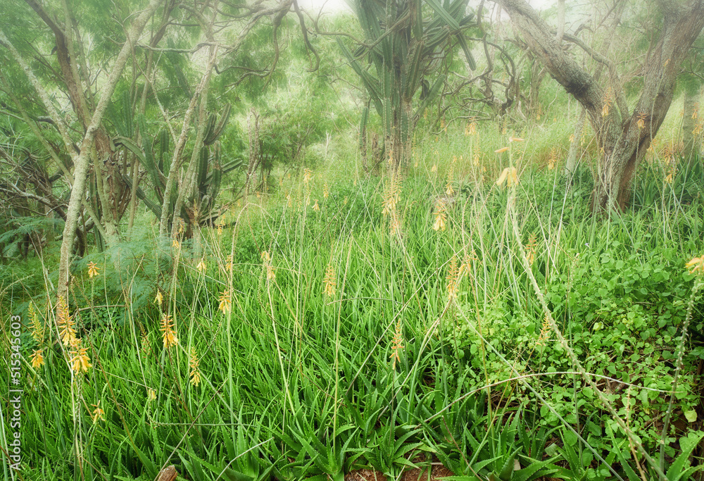 瓦胡岛夏威夷雨林中的热带田野。夏威夷郁郁葱葱的森林荒野。土著人。