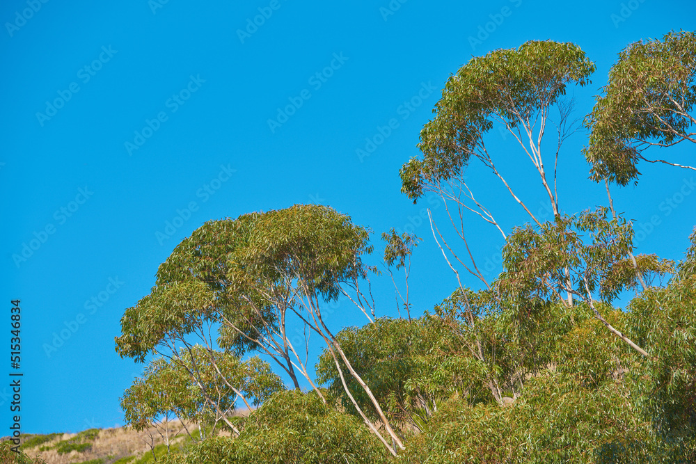 生长在上坡山上的树木。Cap桌山上的偏远有机山地自然保护区