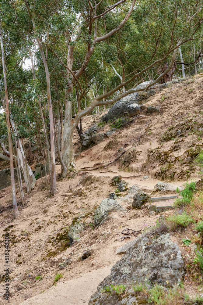 阳光明媚的日子里，在桌山上，森林里的登山道。山坡上长着树