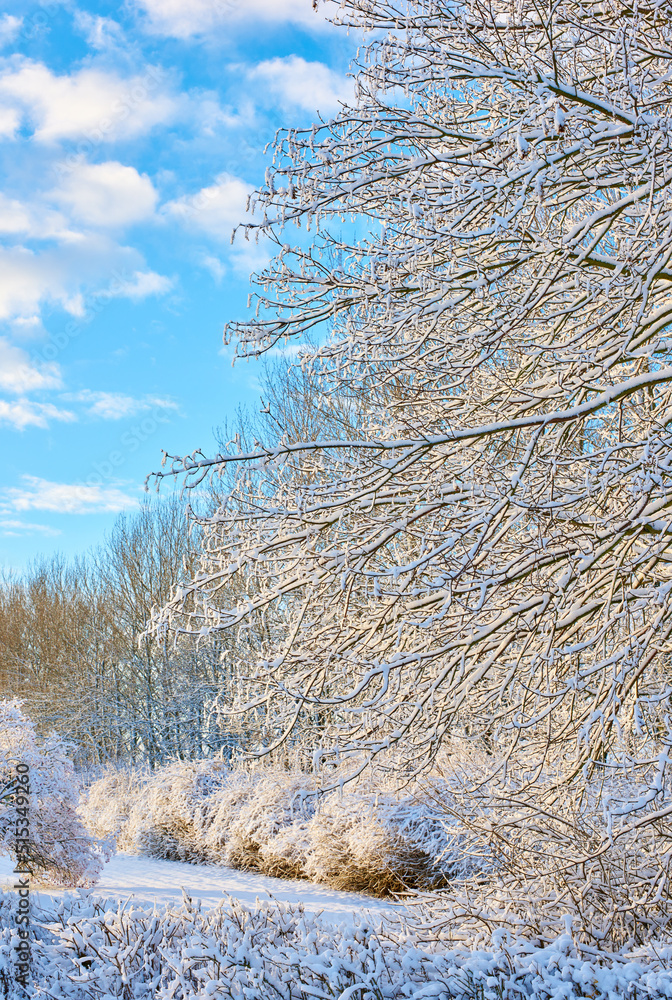 Frosted tree branches and leaves frozen from cold weather. Frosty branches against a blue sky with i