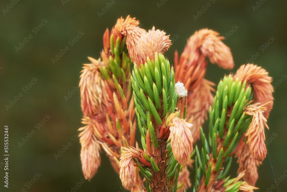 生长在冷杉树或雪松树上的新萌芽松针的特写，与一种bokeh bac隔离