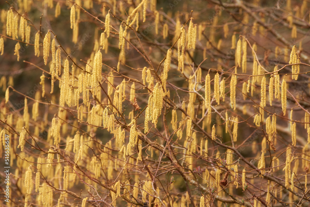 Closeup of yellow hazel catkin growing from dry tree branches or stems in home garden at sunset. Gro