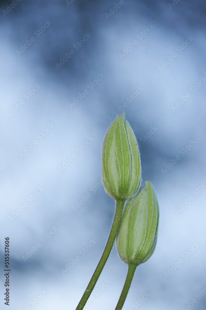 用复制空间特写未打开的绿色花蕾。用花园花朵为初学者园艺