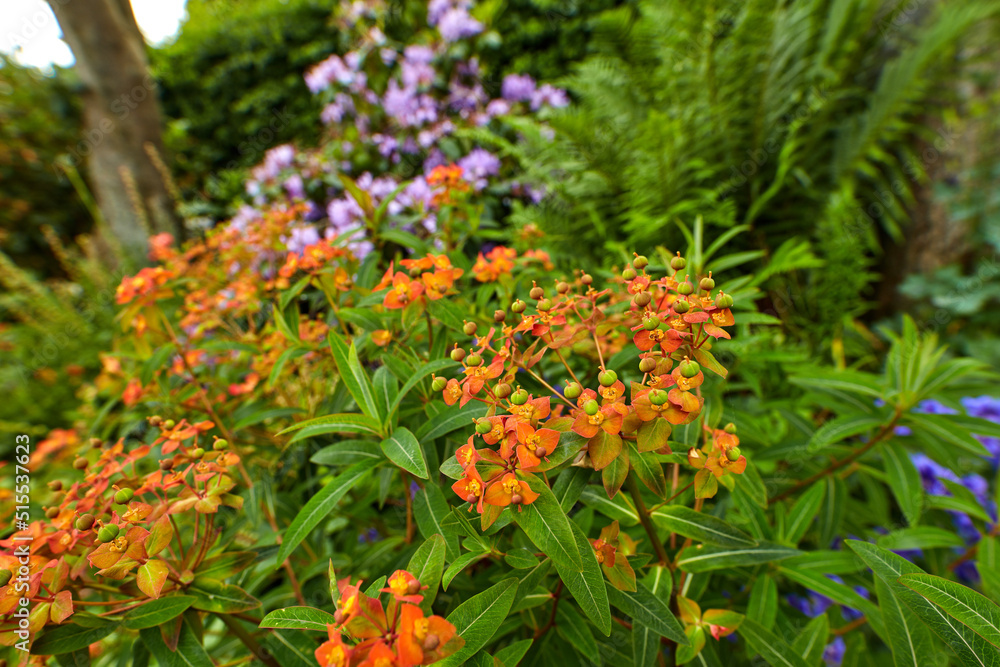 Peacock flowers or caesalpinia pulcherrima growing in a garden outdoors. Closeup of beautiful bright