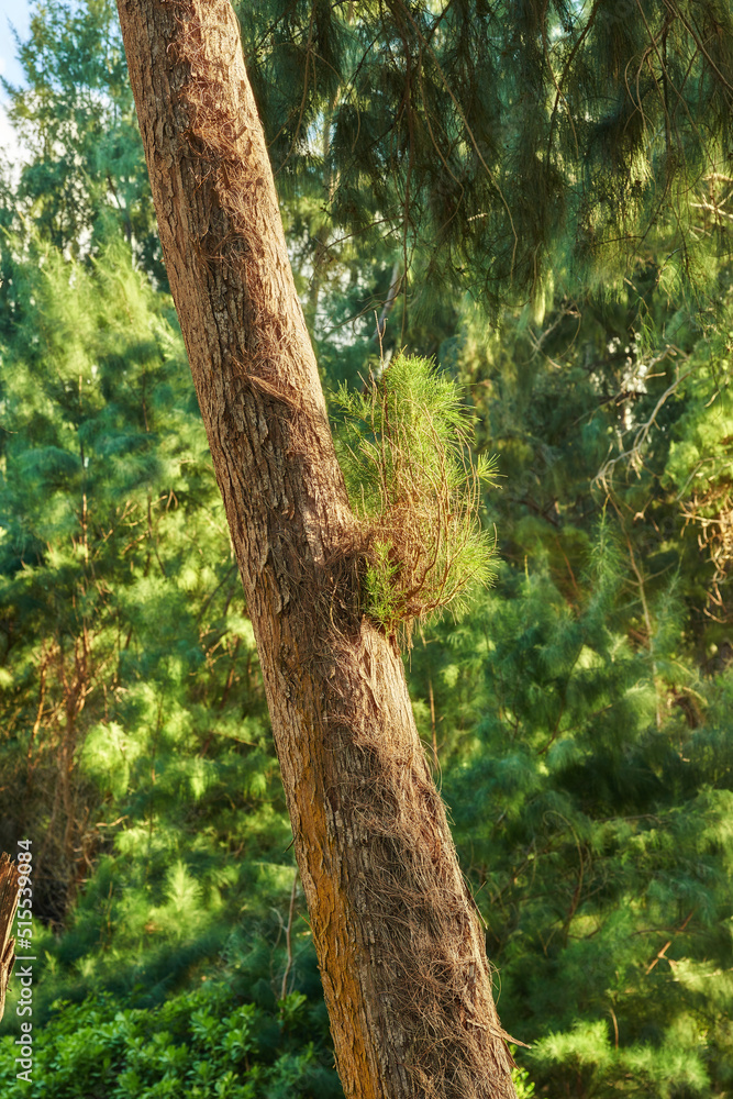 Forest tree in the jungle, Hawaii, USA. Jungle in Hawaii. A scenic view of the forest during spring.