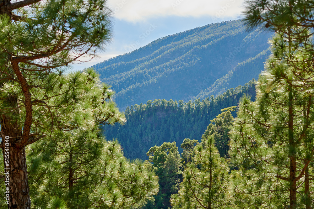 Landscape of pine forest in the mountains on a sunny day with copy space. Lush trees and greenery in