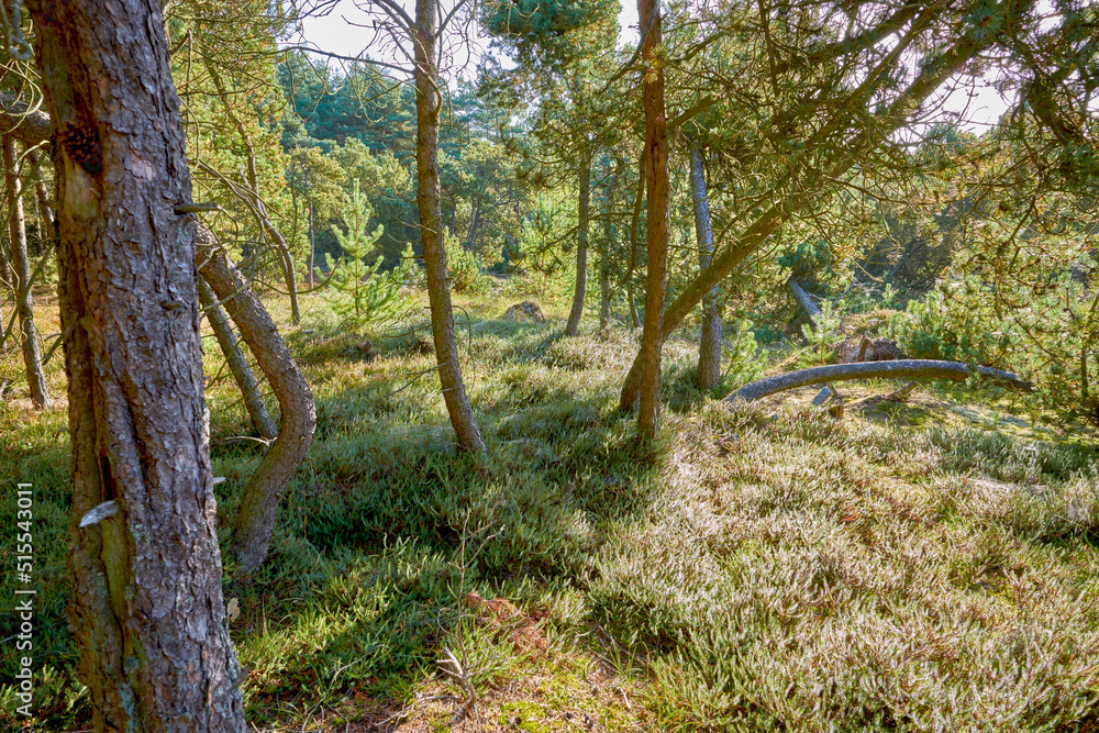 Fallen pine trees after a storm or strong wind leaning and damaged. Plants and bush in harsh weather