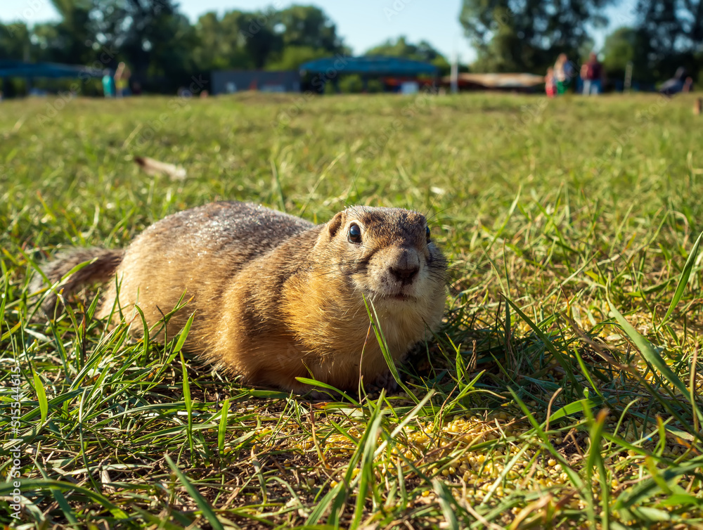 草地上的Gopher正在看着摄像机。