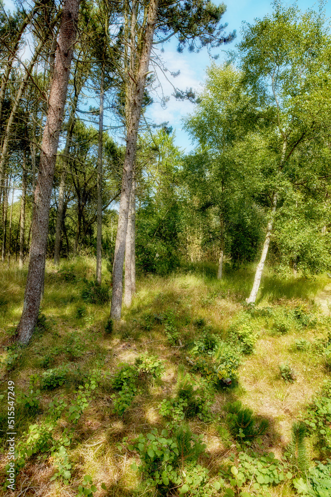 Pine trees in a green forest with blue sky and sunshine. Scenic landscape of lush leaves, plants and