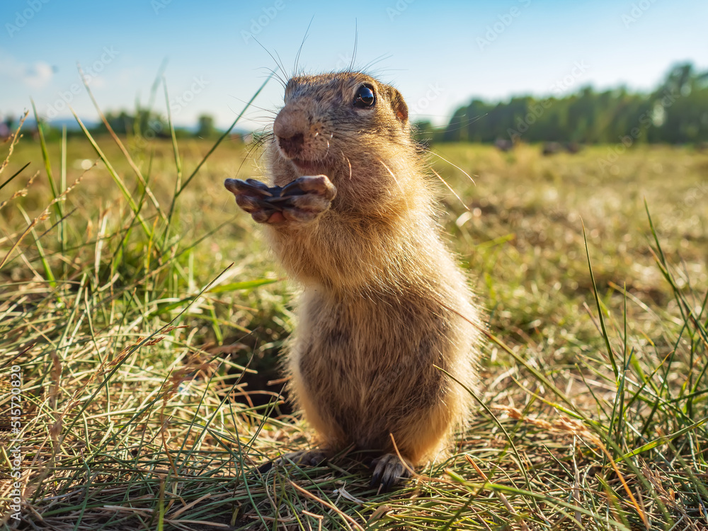 草地上的Gopher正在吃葵花籽，看着相机