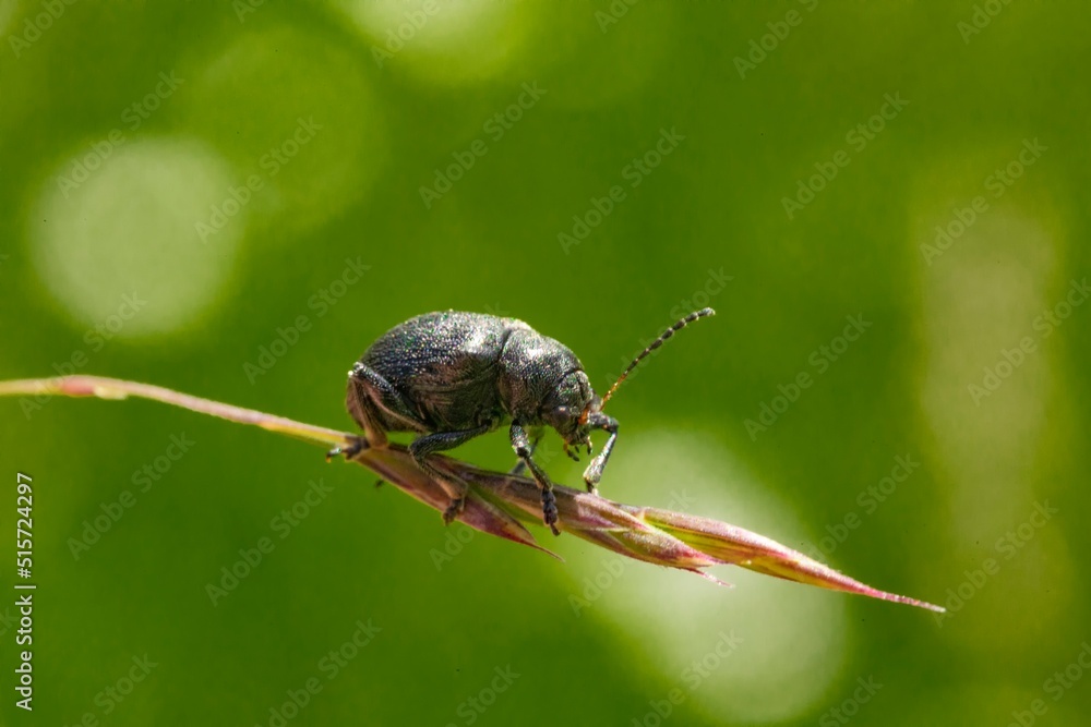 Bromius obscurus，西方葡萄根虫，[4]是叶甲科的一种甲虫。I