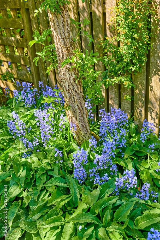 蓝铃花生长在郁郁葱葱的绿叶之间的后院花园里。野生的蓝色开花植物