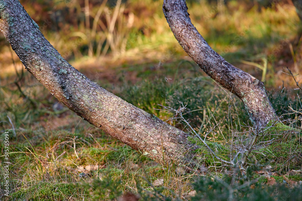 Low angle closeup of tree trunks growing at an angle on a peaceful forest floor in summer. Evergreen